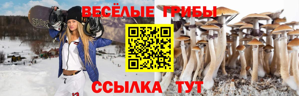 Псилоцибиновые грибы мицелий Отрадный